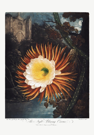 Flower Print Night-Blowing Cereus Temple of Flora – Exotisch | Detailreich | Botanisch