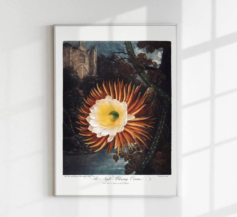 Flower Print Night-Blowing Cereus Temple of Flora – Botanical Art Print — Patroa Studio
