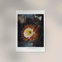 Flower Print Night-Blowing Cereus Temple of Flora – Botanical Art Print — Ansicht 2