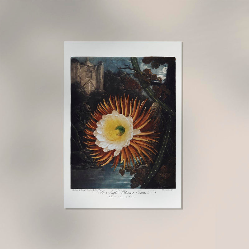 Flower Print Night-Blowing Cereus Temple of Flora – Botanical Art Print — Ansicht 2