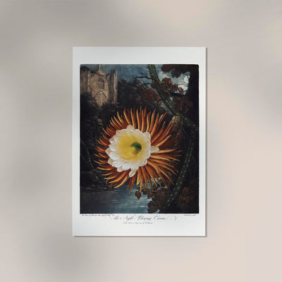 Flower Print Night-Blowing Cereus Temple of Flora – Botanical Art Print