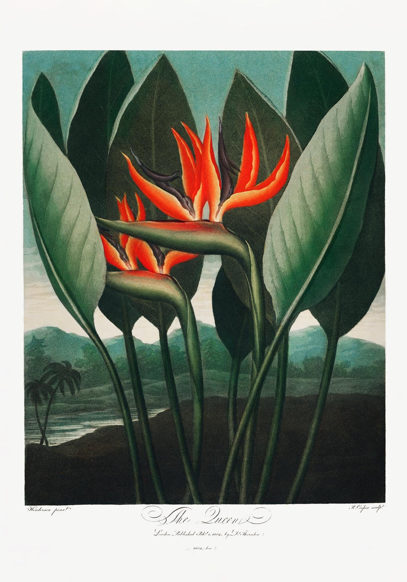 Flower Print The Queen Temple of Flora – Botanical Art Print | Patroa Studio — Ansicht 3