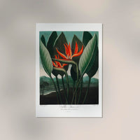 Flower Print The Queen Temple of Flora – Botanical Art Print | Patroa Studio — Ansicht 2