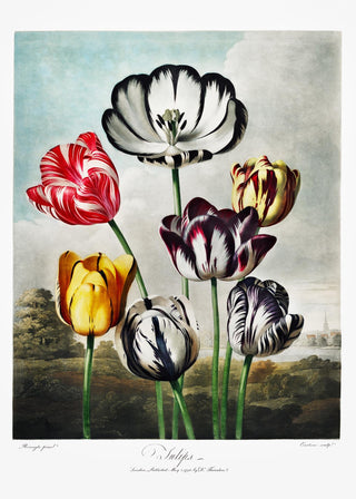 Flower Print Tulips Temple of Flora – Elegant | Lebendig | Zeitlos