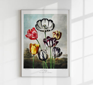 Eleganter botanischer Fine Art Print oder Canvas mit Tulpenmotiv, Größen A3 bis A0, ungerahmt, frei präsentierbar.
