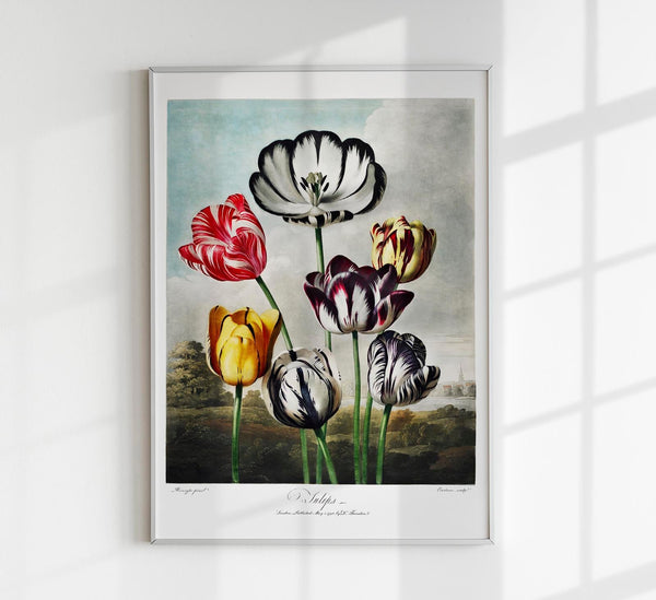Flower Print Tulips Temple of Flora – Botanischer Kunstdruck Fine Art Poster