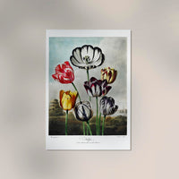 Flower Print Tulips Temple of Flora – Botanischer Kunstdruck Fine Art Poster — Ansicht 2