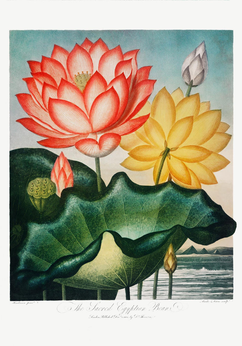 Flower Print Sacred Egyptian Beans Temple of Flora – Botanisch Poster Fine Art — Ansicht 3