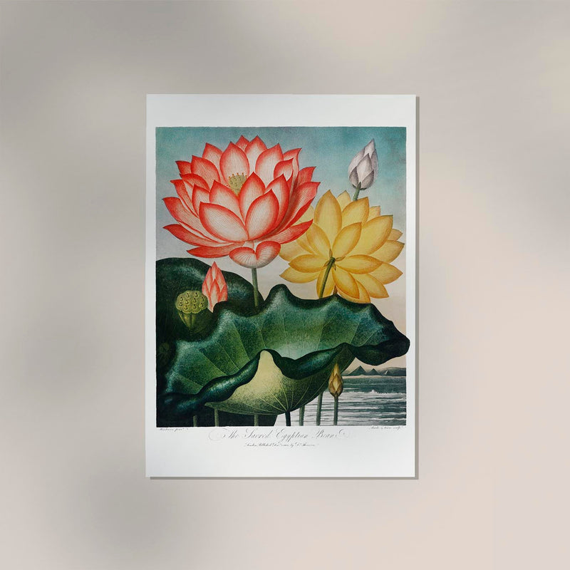 Flower Print Sacred Egyptian Beans Temple of Flora – Botanisch Poster Fine Art — Ansicht 2