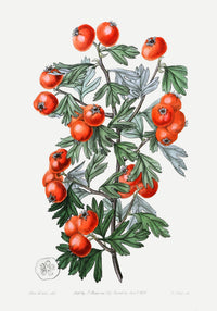 Tomatoes – Fine Art Print | UV-beständig | Botanisches Poster von Patroa Studio — Ansicht 3