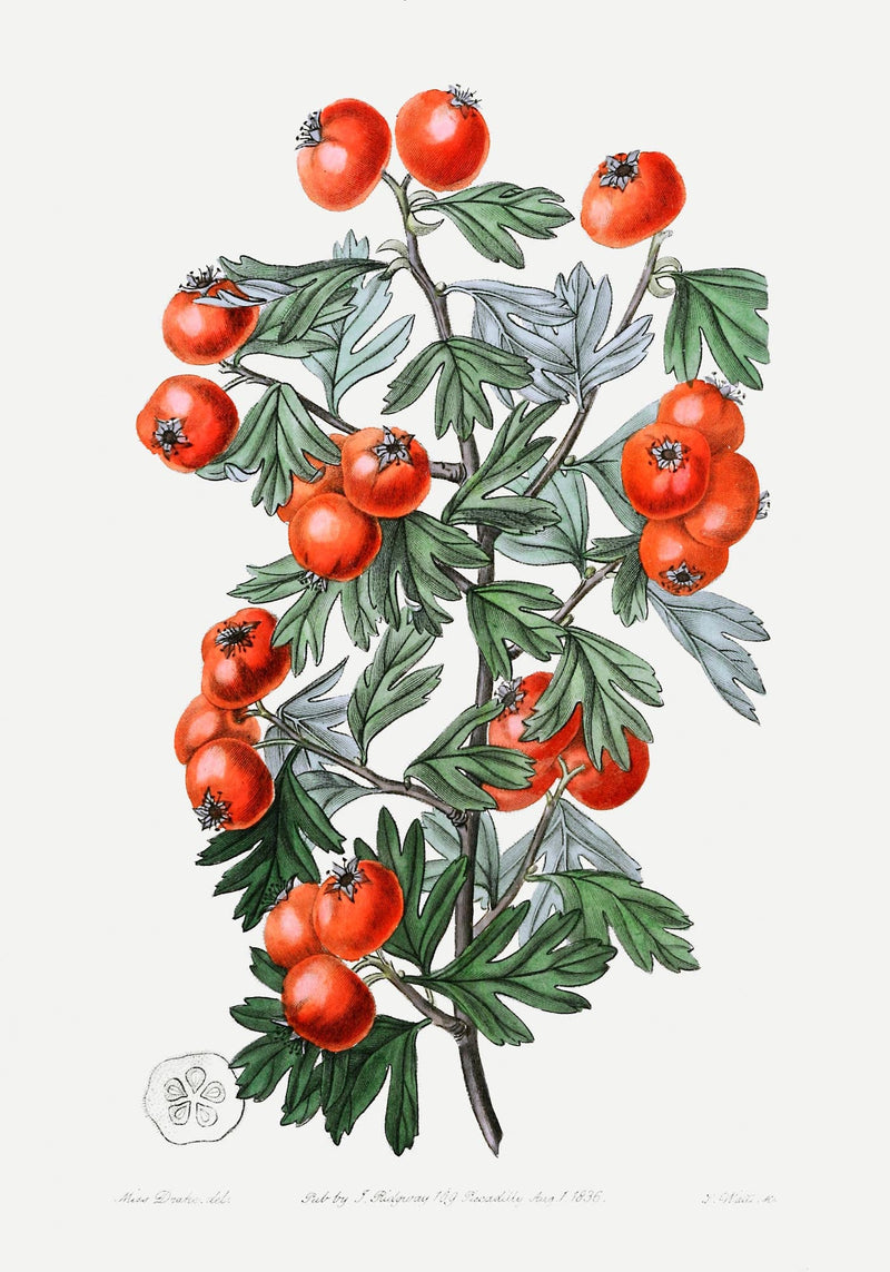 Tomatoes – Fine Art Print | UV-beständig | Botanisches Poster von Patroa Studio — Ansicht 3
