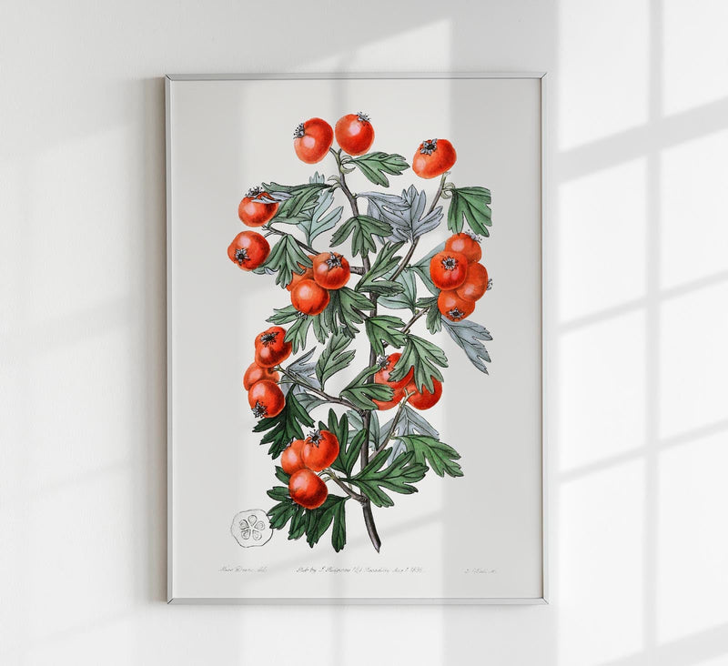 Tomatoes – Fine Art Print | UV-beständig | Botanisches Poster von Patroa Studio — Patroa Studio