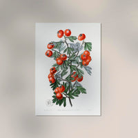 Tomatoes – Fine Art Print | UV-beständig | Botanisches Poster von Patroa Studio — Ansicht 2
