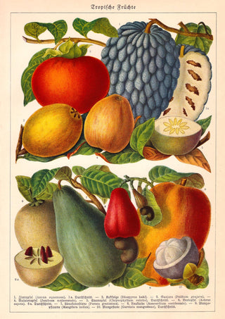 Tropical Fruits – Fine Art Print | UV-beständig | Botanisches Poster