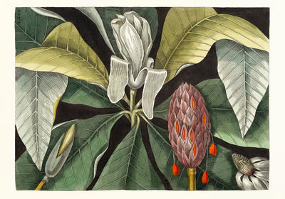 Botanical Print Umbrella Tree Magnolia – Fine Art Canvas Poster