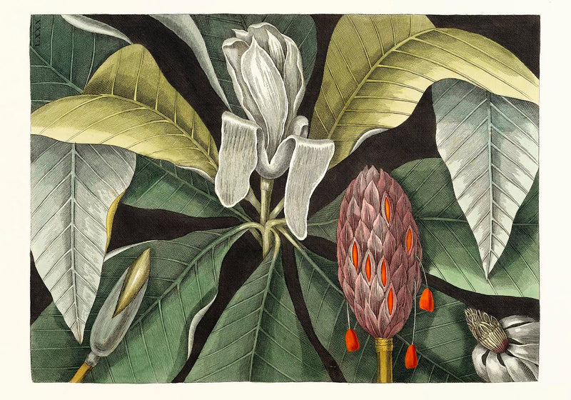 Botanical Print Umbrella Tree Magnolia – Fine Art Canvas Poster — Ansicht 3