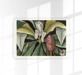 Botanical Print Umbrella Tree Magnolia – Fine Art | Canvas | Typografiefrei