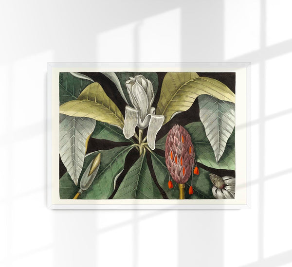Botanical Print Umbrella Tree Magnolia – Fine Art Canvas Poster