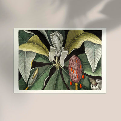 Botanical Print Umbrella Tree Magnolia – Fine Art Canvas Poster