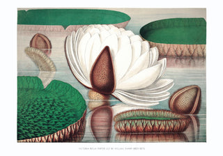 Victoria Regia Botanical Poster – Fine Art Print | UV-resistent | Made in Berlin