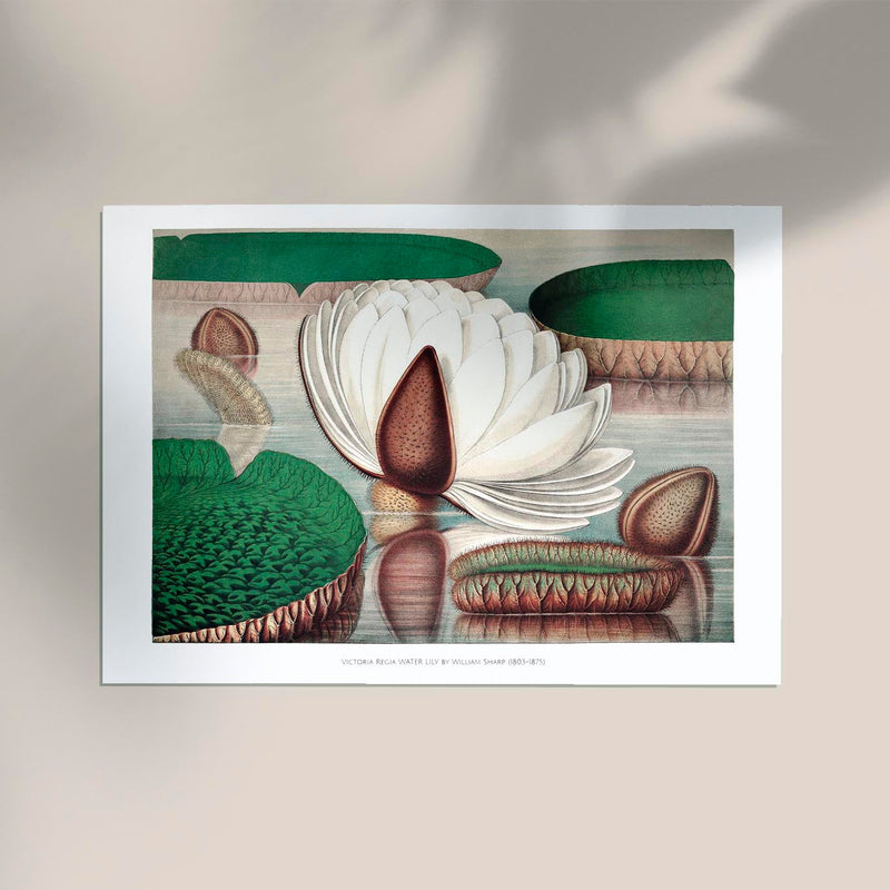 Victoria Regia Botanical Poster – Fine Art Print UV-resistent Made in Berlin — Ansicht 2