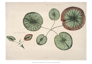 Victoria Regia Flower Grown Botanical Poster – Fine Art Print | UV-resistent | Made in Berlin