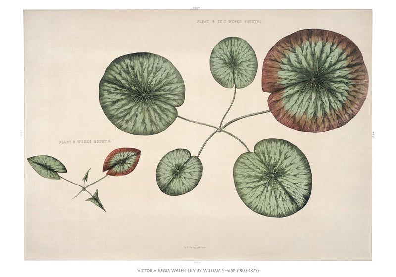 Victoria Regia Flower Grown Botanical Poster – Fine Art Print UV-resistent Made in Berlin — Ansicht 3