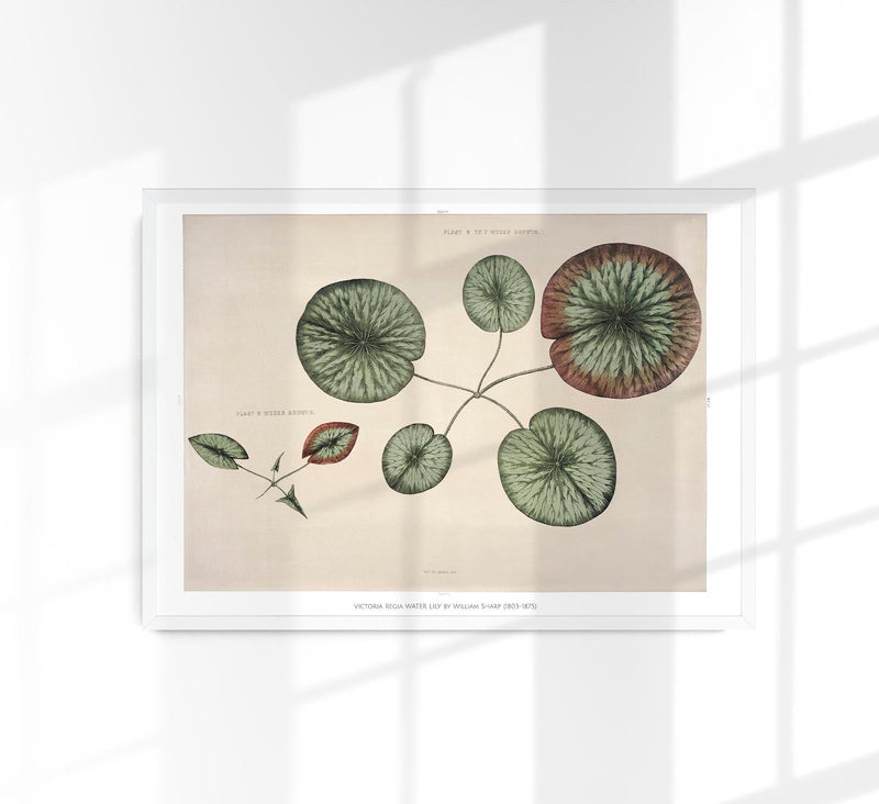 Victoria Regia Flower Grown Botanical Poster – Fine Art Print UV-resistent Made in Berlin — Patroa Studio