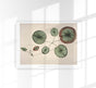 Victoria Regia Flower Grown Botanical Poster – Fine Art Print UV-resistent Made in Berlin