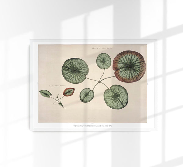 Victoria Regia Flower Grown Botanical Poster – Fine Art Print UV-resistent Made in Berlin