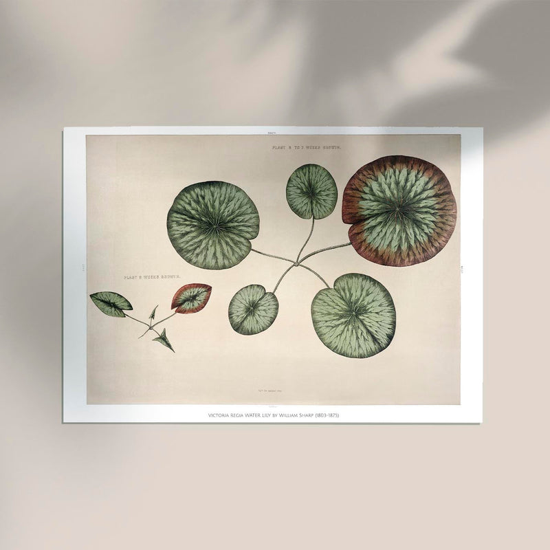 Victoria Regia Flower Grown Botanical Poster – Fine Art Print UV-resistent Made in Berlin — Ansicht 2