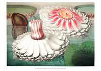 Victoria Regia Botanisches Poster – Fine Art Print UV-resistent, Handgefertigt Berlin — Ansicht 3