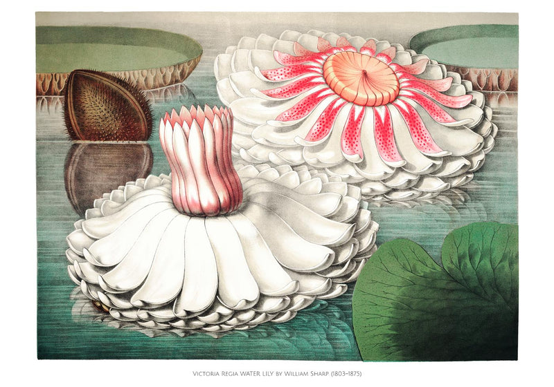 Victoria Regia Botanisches Poster – Fine Art Print UV-resistent, Handgefertigt Berlin — Ansicht 3