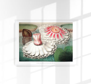 Victoria Regia with Flower Botanical Poster – Fine Art Print | UV-resistent | Made in Berlin