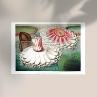 Victoria Regia Botanisches Poster – Fine Art Print UV-resistent, Handgefertigt Berlin — Ansicht 2