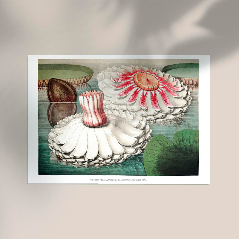Victoria Regia Botanisches Poster – Fine Art Print UV-resistent, Handgefertigt Berlin — Ansicht 2