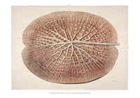 Victoria Regia Skelet Botanical Poster – Fine Art Print UV-beständig — Ansicht 3