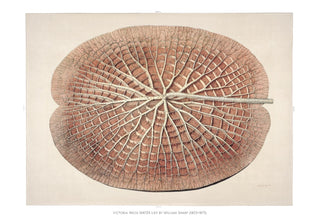 Victoria Regia Skelet Botanical Poster – Fine Art Print | UV-beständig | Historische Seerosen-Ästhetik
