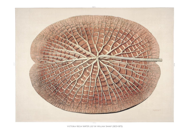 Victoria Regia Skelet Botanical Poster – Fine Art Print UV-beständig — Ansicht 3