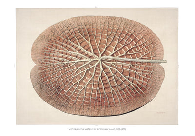 Victoria Regia Skelet Botanical Poster – Fine Art Print UV-beständig