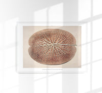 Victoria Regia Skelet Botanical Poster – Fine Art Print UV-beständig — Ansicht 1