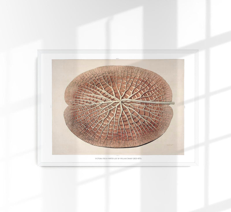 Victoria Regia Skelet Botanical Poster – Fine Art Print UV-beständig — Patroa Studio