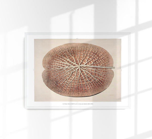 Victoria Regia Skelet Botanical Poster – Fine Art Print UV-beständig