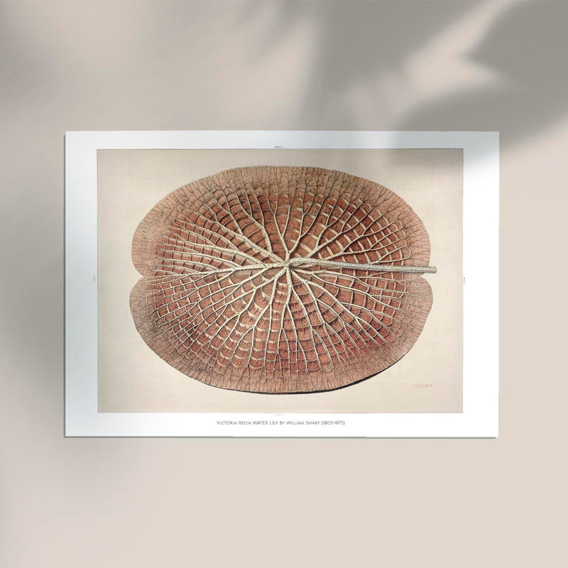 Victoria Regia Skelet Botanical Poster – Fine Art Print UV-beständig — Ansicht 2