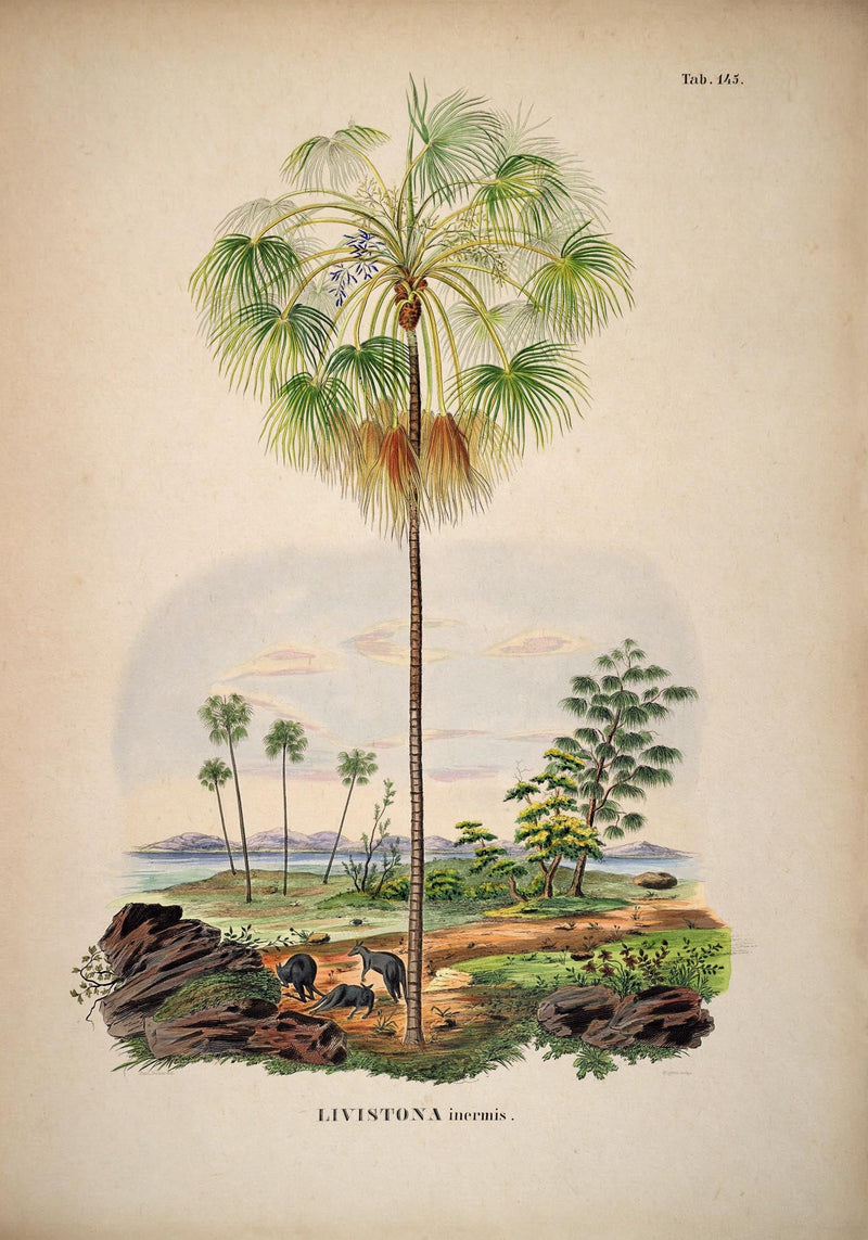 Livistona Inermis Tree Vintage Poster – Botanisch Kunstdruck Palmenart — Ansicht 3