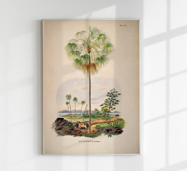 Livistona Inermis Tree Vintage Poster – Botanical Art Print Palm Type