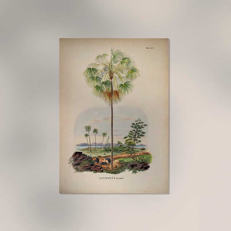 Livistona Inermis Tree Vintage Poster – Botanisch Kunstdruck Palmenart — Ansicht 2