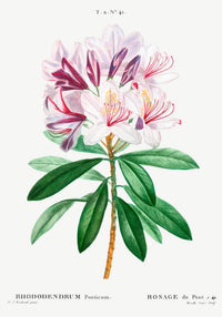 Rhododendron Flower Botanical Art Print – UV-Resistant Fine Art Poster — Ansicht 3