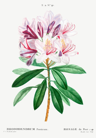 Rhododendron Flower – Botanical Art Print | UV-Resistant | Fine Art Poster