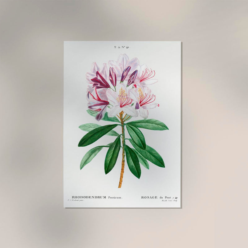 Rhododendron Flower Botanical Art Print – UV-Resistant Fine Art Poster — Ansicht 2